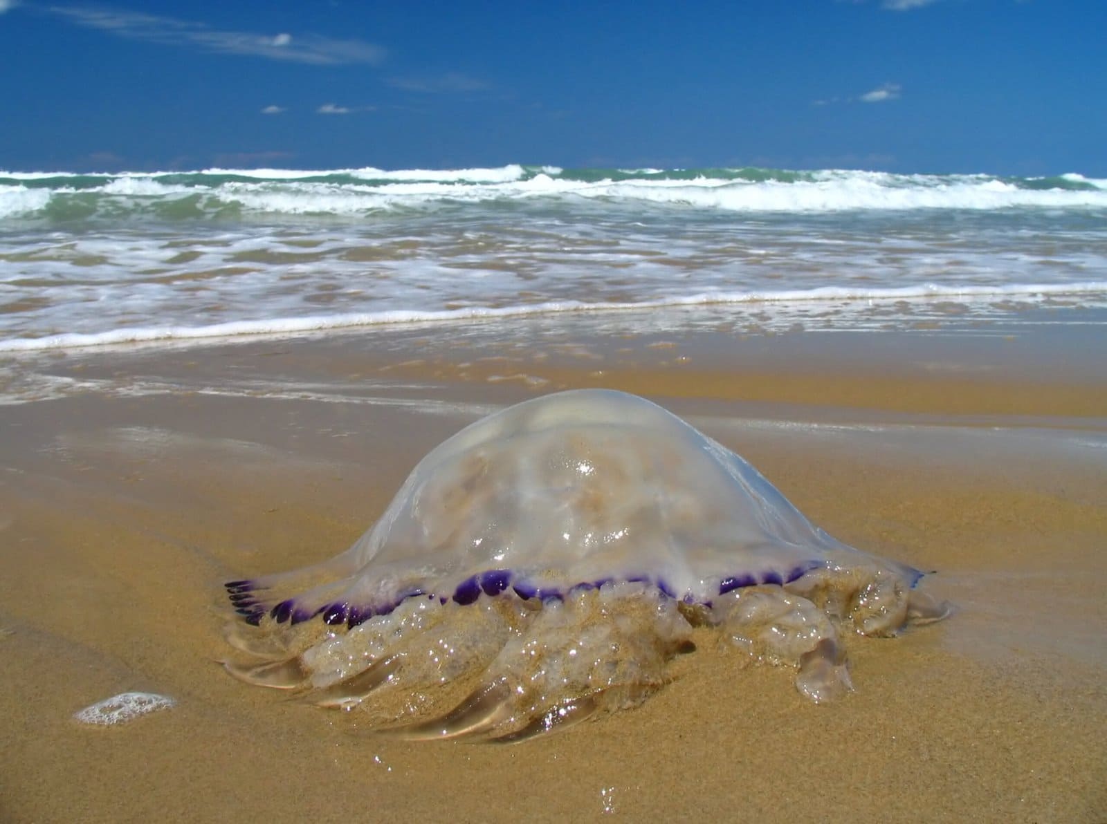 jellyfish at the beach
