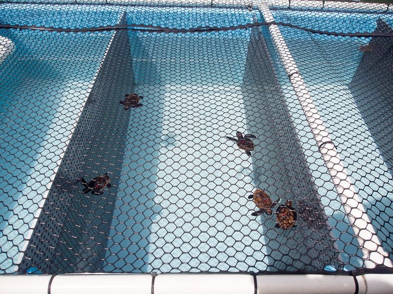 Loggerhead babies enjoying their pool time / Flickr / Yuxuan Wang
