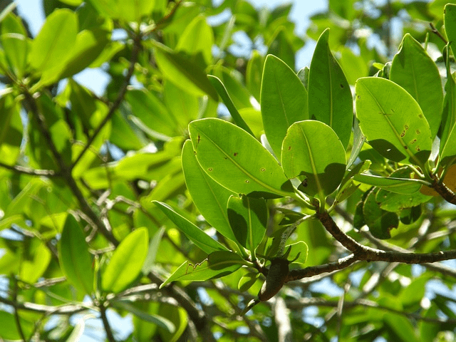 mangrove trees, trees, beach