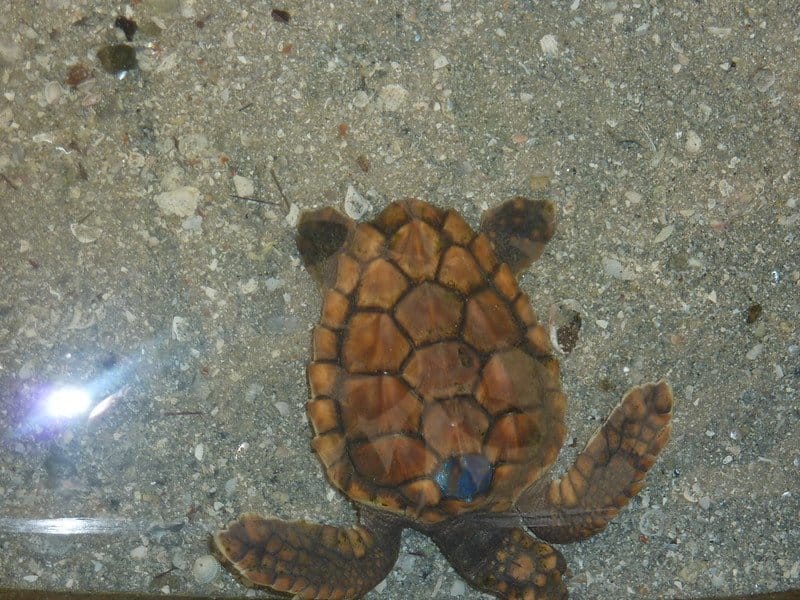 Baby Sea Turtle in the Sea Turtle Rehabilitation Facility / Flickr / Rowan Jacobs
