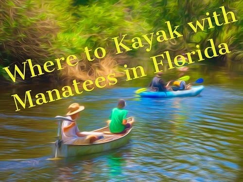 where to kayak with manatees in florida