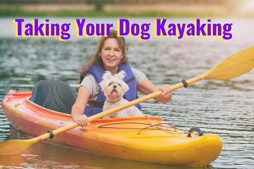 taking your dog kayaking