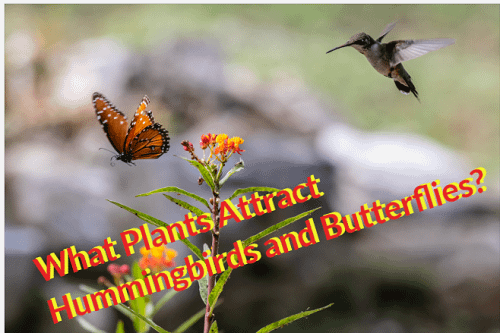what plants attract hummingbirds and butterflies