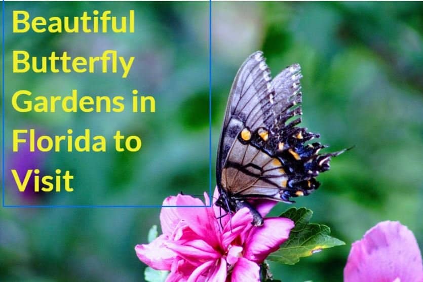 beautiful butterfly gardens in florida to visit