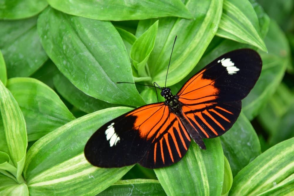 beautiful butterfly gardens in florida to visit
