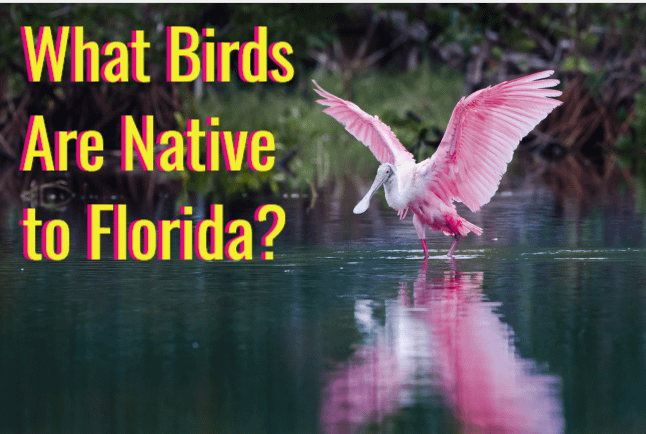 what birds are native to florida