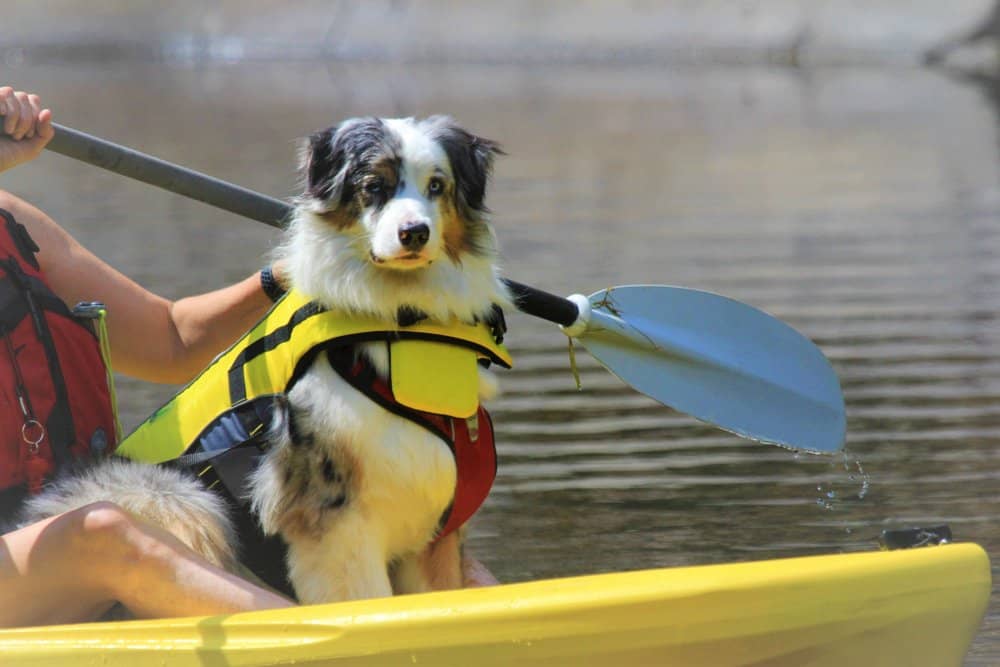 dogs enjoy kayaking