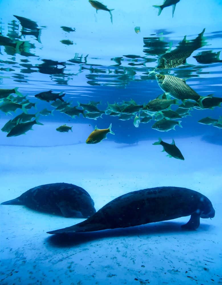 Manatee and calf, photographed by snorkeler