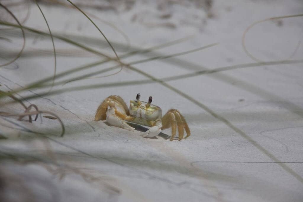 A crabe enjoying the peace in Topsail Hill preserve State Park
