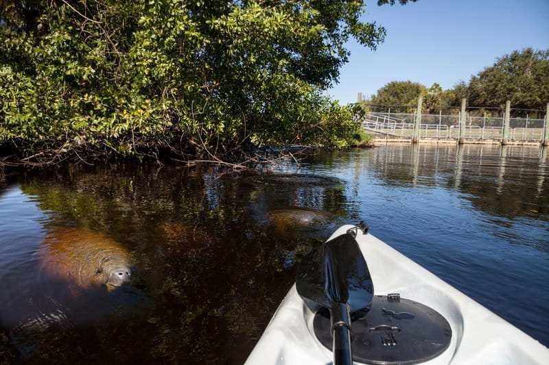 Florida manatee kayaking tour