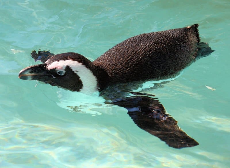 penguins in florida
