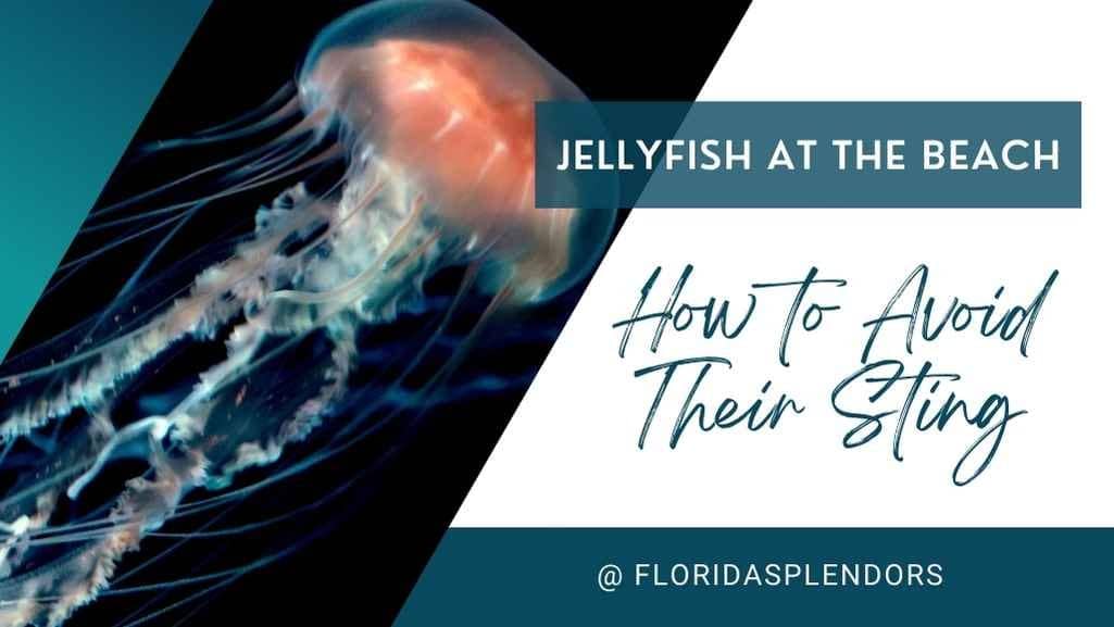Title-Jellyfish at the Beach: How to Avoid Their Sting