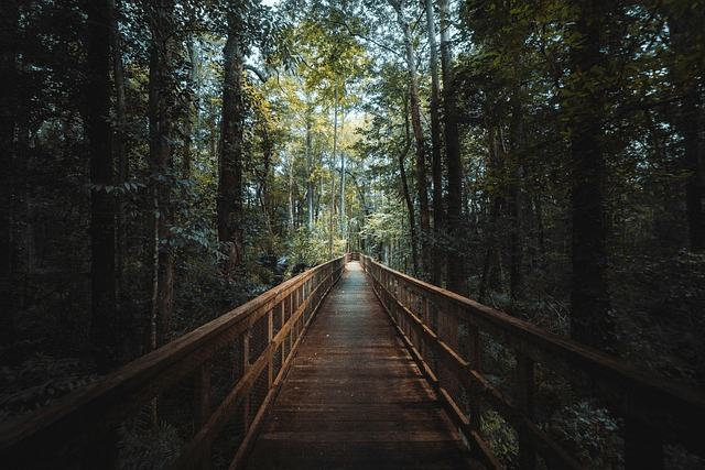 trail, forest, park