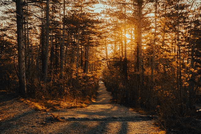 path, wood, trees