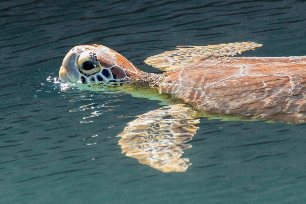 florida sea turtles are a beacon