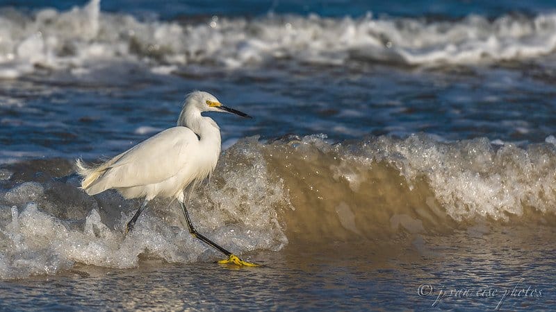Snowy Egret in New Smyrna Beach, FL / Flickr / j van cise photosLink: https://www.flickr.com/photos/jvancisephotos/46863859785/