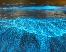 Bioluminescent plankton in water while night kayaking in florida