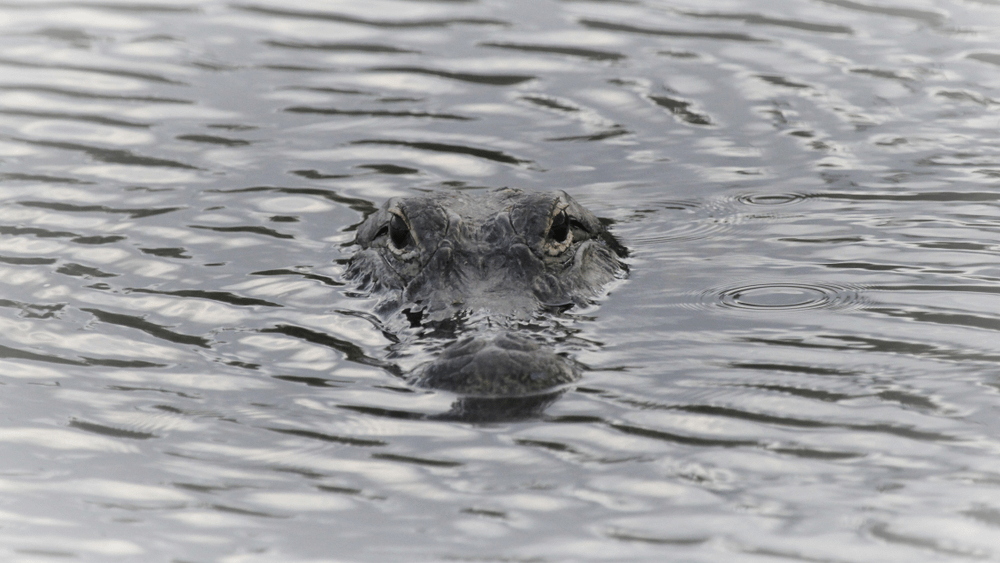 Alligator on the lake