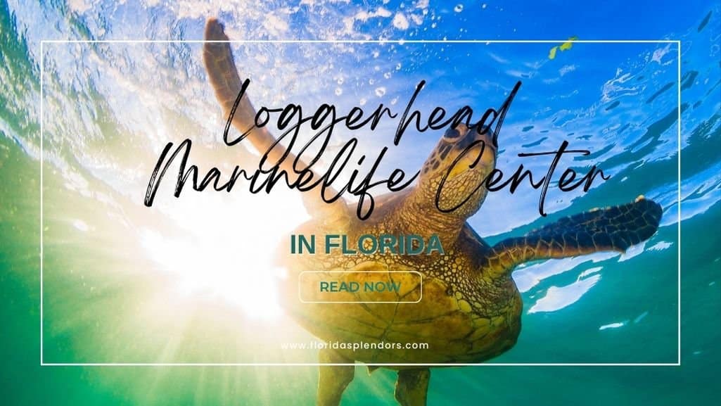 Loggerhead Marinelife Center in Florida