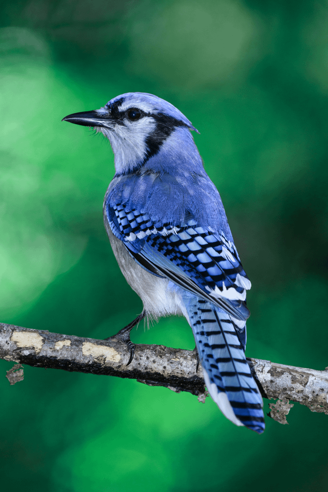 Blue Jay in Florida