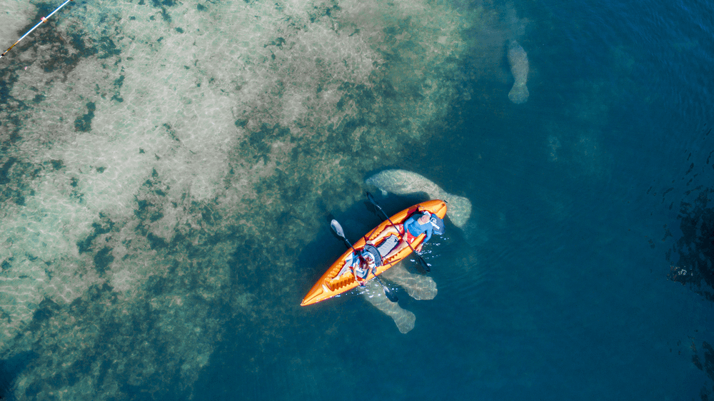 manatees seen while kayaking in Crystal River, Florida