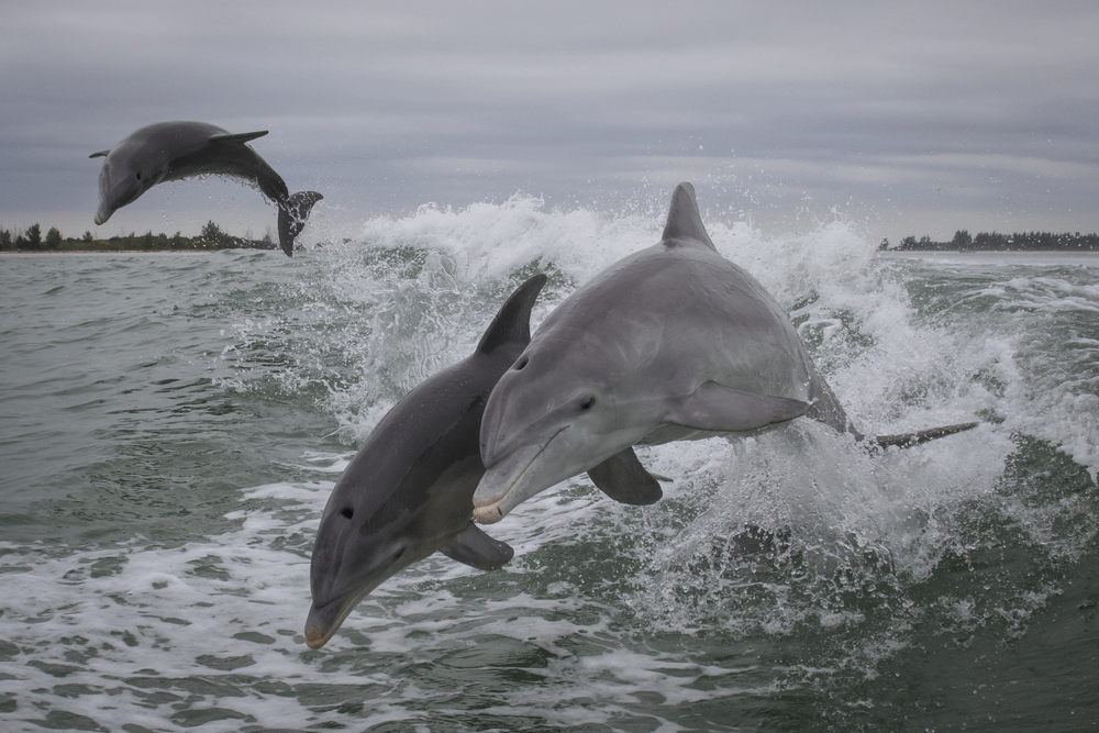 Dolphins playing in the river in Florida