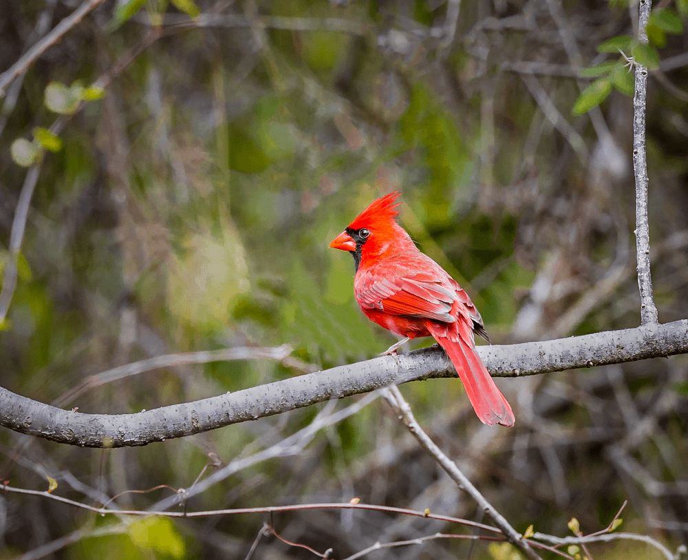 Cardinal in Florida