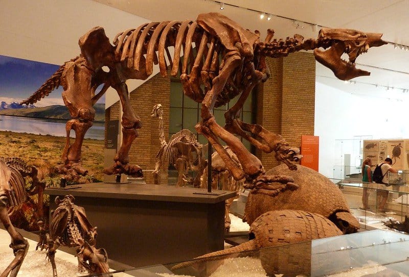 Giant ground sloth - (replica cast) of a 100,000 year old skeleton found Daytona Beach, Florida / Flickr / S. Rae