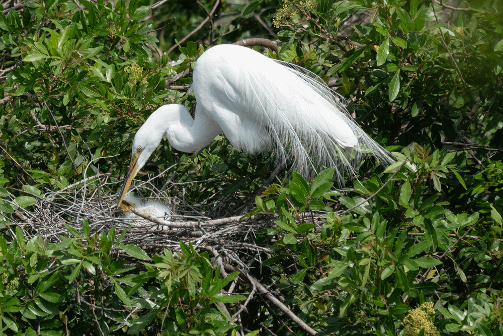 Egret with young in nest in Venice, Florida