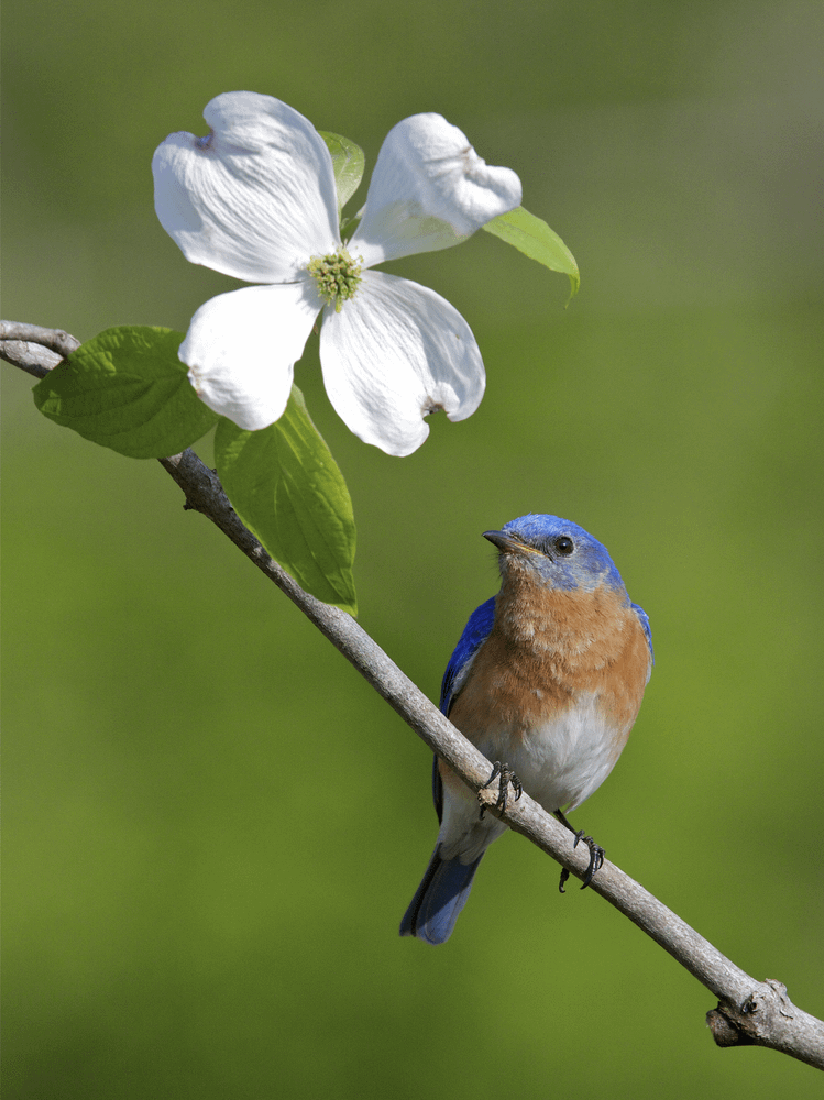 bluebird in Florida