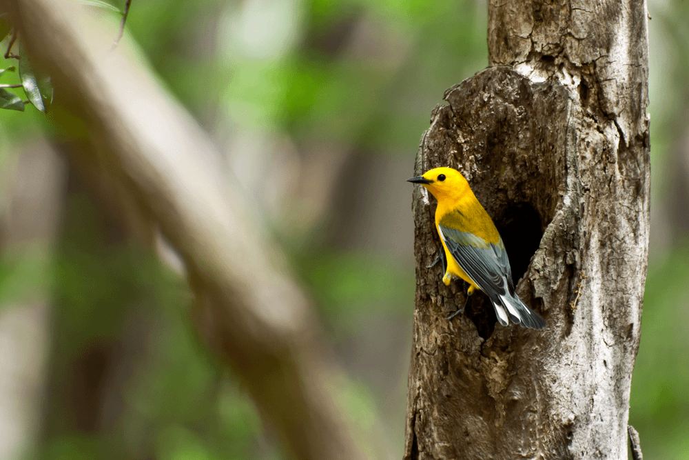 Prothonotary warbler in Florida