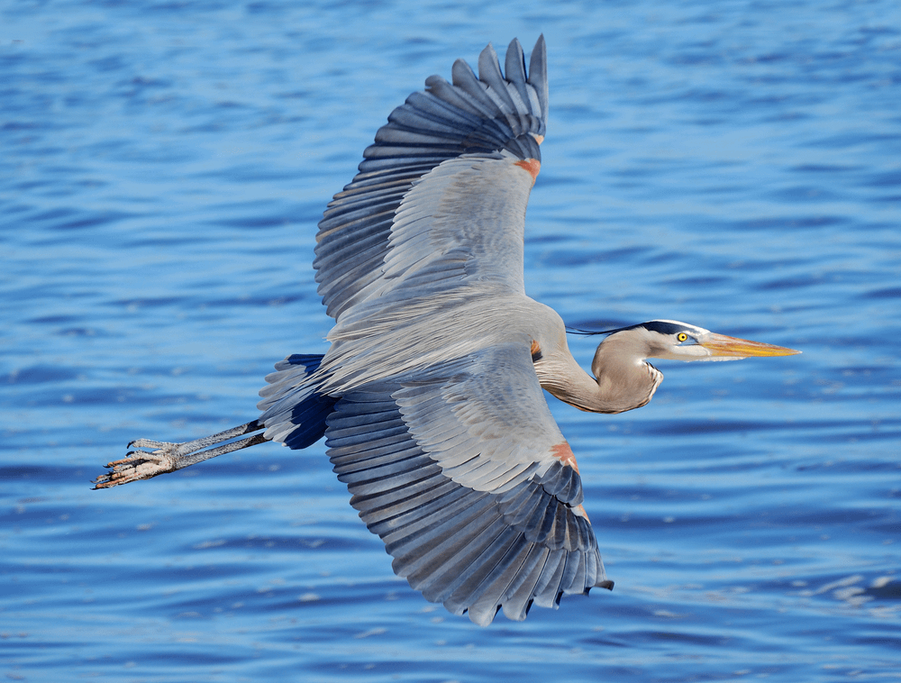 Great Blue Heron in Florida