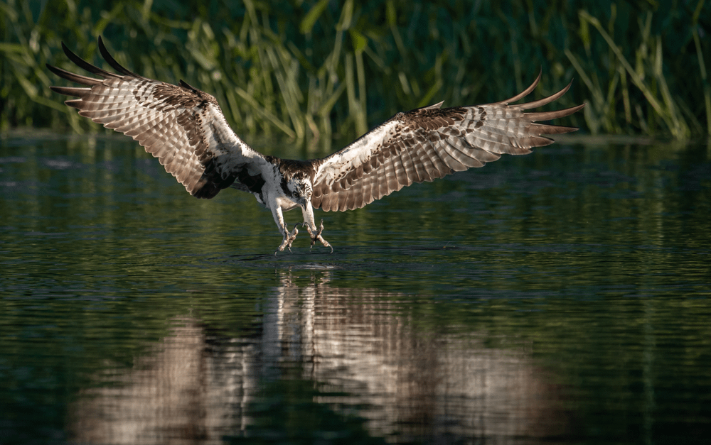 Osprey fishing in Florida