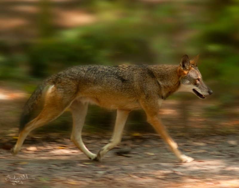 Red Wolf at the Tallahassee Museum of Natural History / Flickr / Changing Things Up(Cycle)