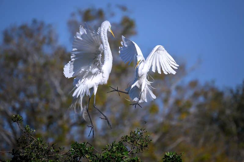 Florida's Amazing Native Wildlife / Flickr / Diana Robinson