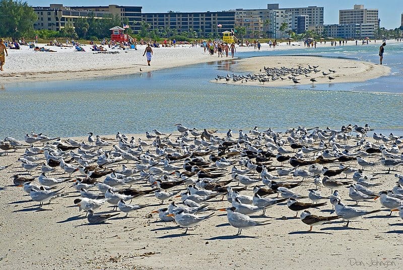 Best Beaches on Gulf Cost / Birds at Siesta Key Beach / Flickr / Fort Myers Beach Pier / Flickr / Don Johnson 395