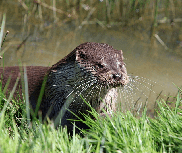 florida river otter