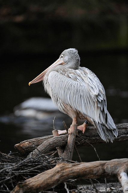 water, pelican, bird