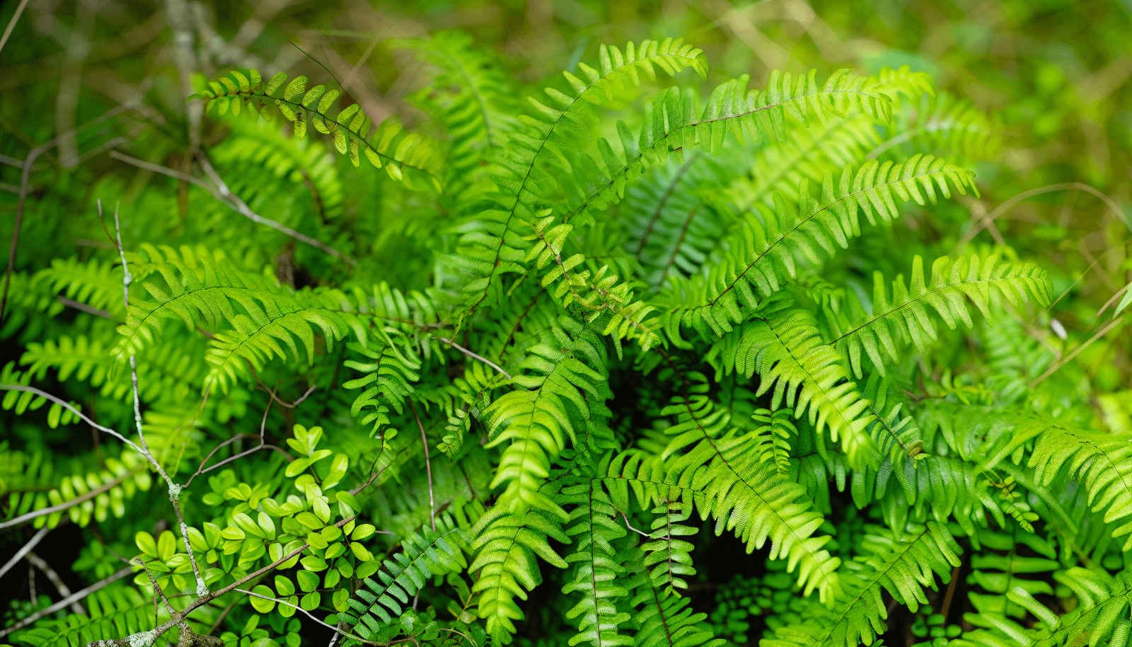 Invasive Old World climbing fern in Florida