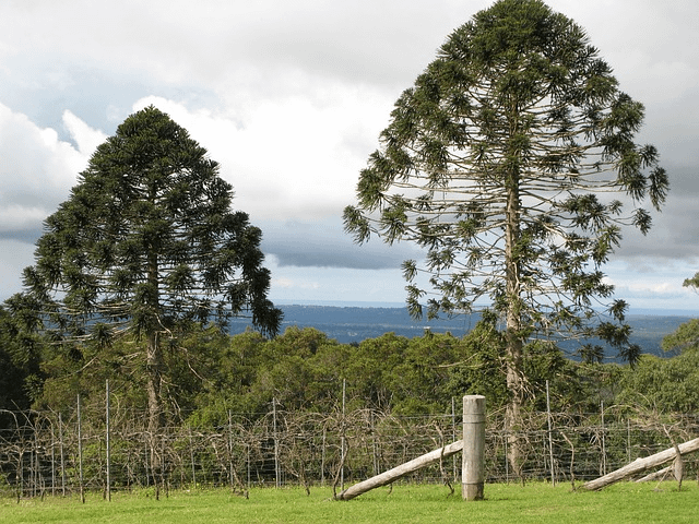 trees, bunya pine, nature