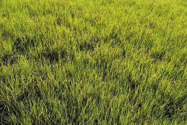 swamp grass, cool backgrounds, wetland