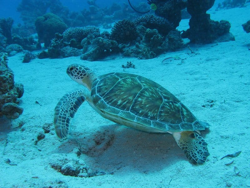Green Sea Turtle, Endangered Species in Florida/ Flickr / Silke Baron