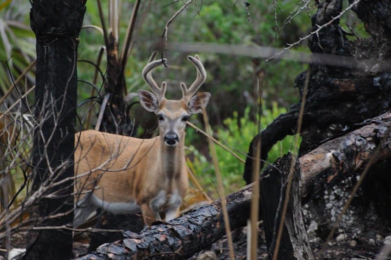 Key Deer: Endangered Species in Florida / Flickr / U.S. Fish and Wildlife Service Southeast Region