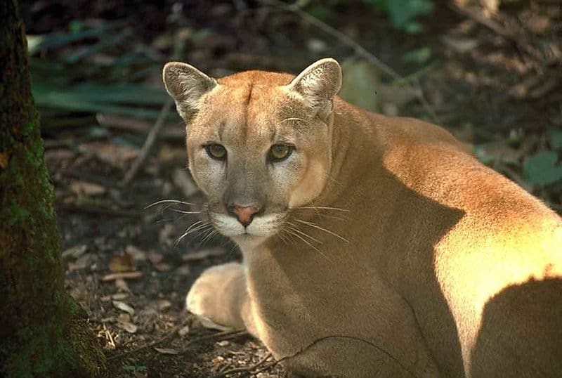 Florida Panther: Endangered Species in Florida/ Flickr / US Fish and Wildlife Service Southeast Region