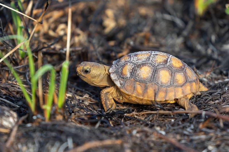 Baby Gopher Tortoise / Flickr / Matthew Paulson