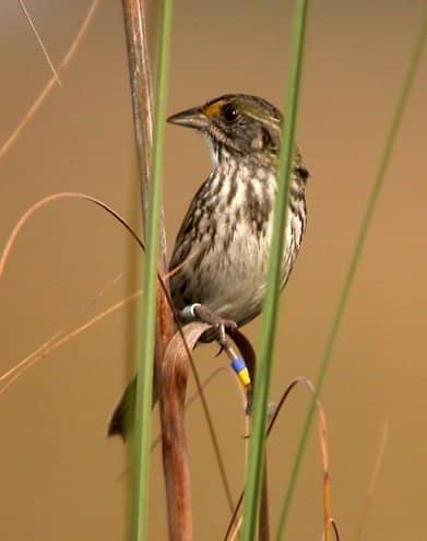 Cape Sable Seaside Sparrow / Flickr / David LaPuma