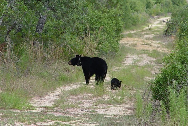 Florida Black Bear / Flickr / Florida Fish and Wildlife