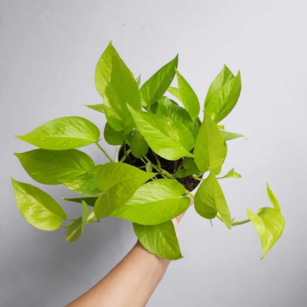 Care Tips for Neon Pothos Houseplants - HouseplantJoy.com