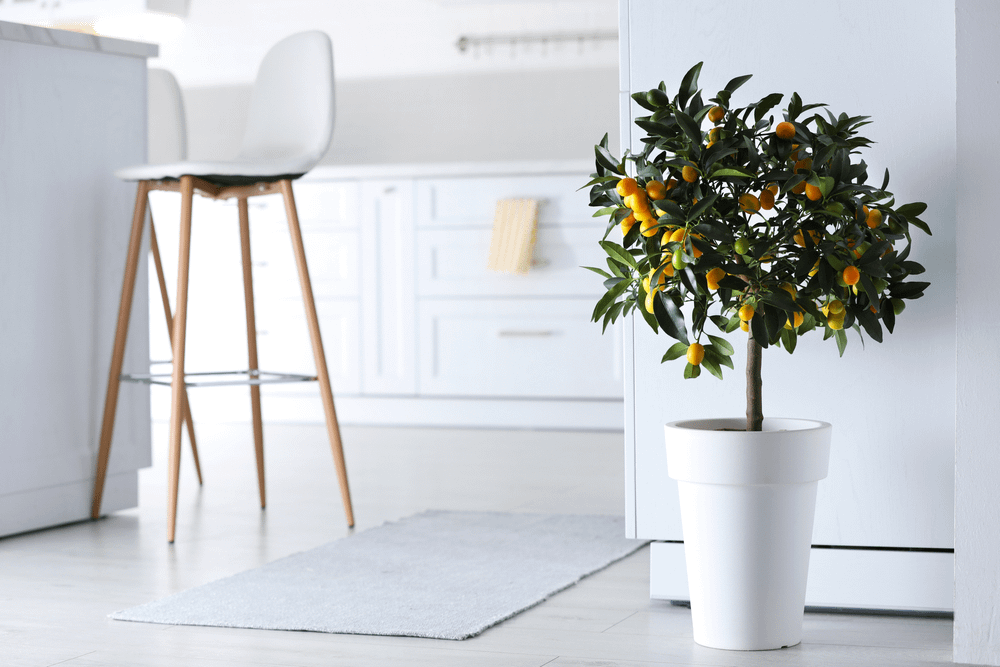 A photo of a variety of low light indoor trees thriving in a natural light environment