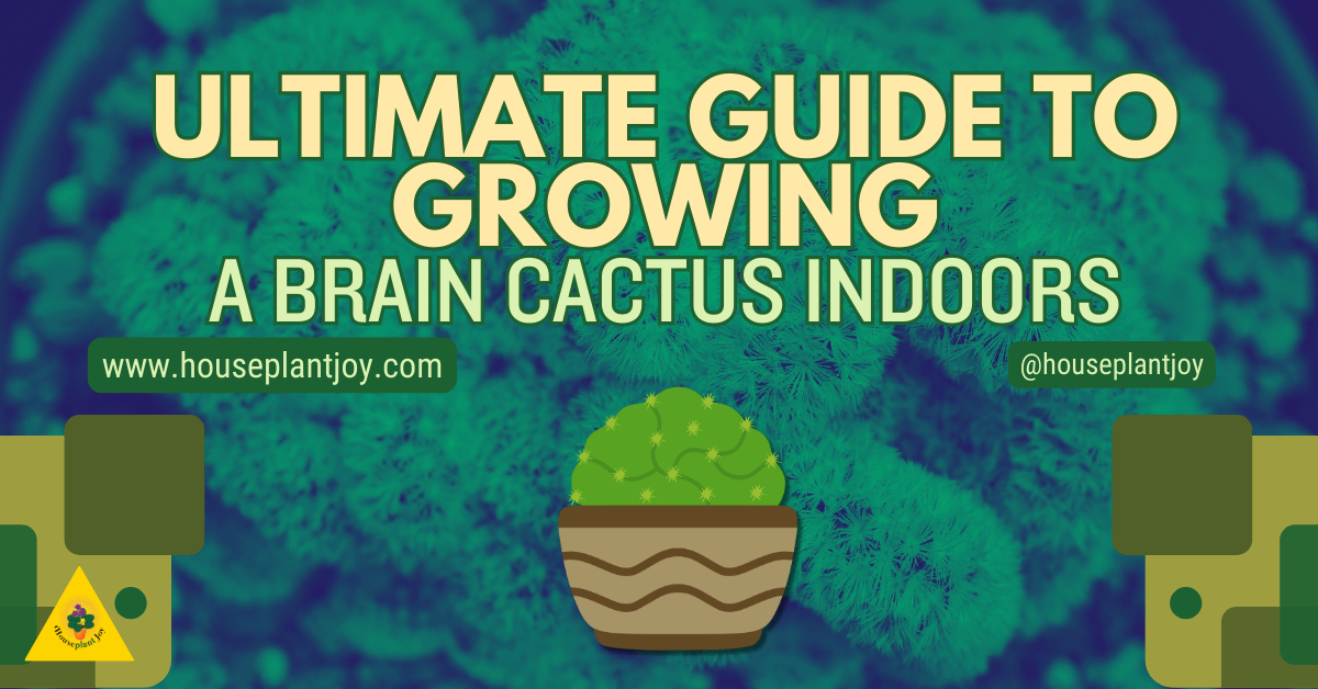 Ultimate Guide to Growing a Brain Cactus Indoors - HouseplantJoy.com